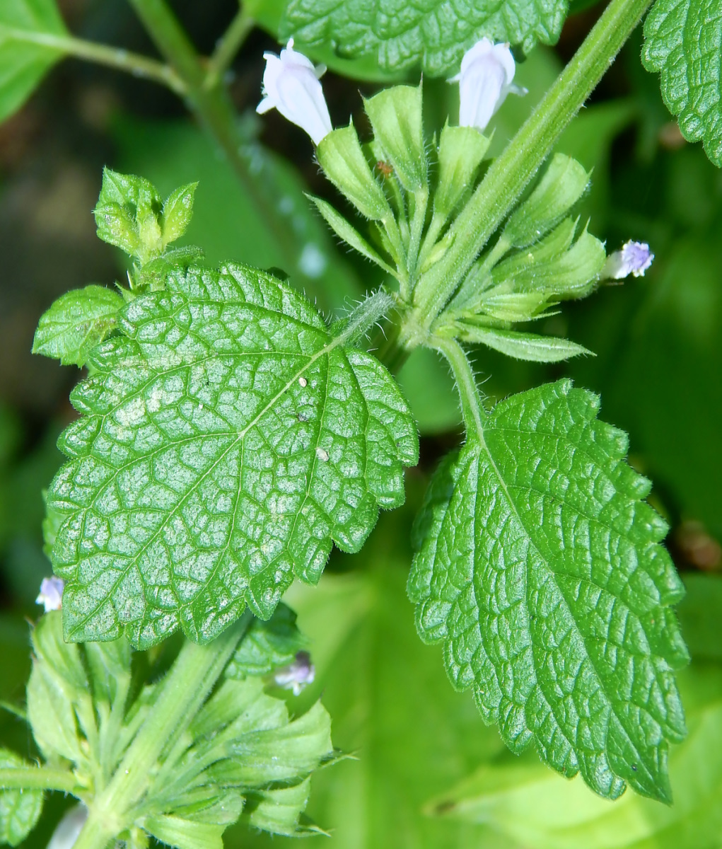 Plant Image